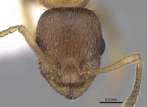 Temnothorax angulinodis specimen CASENT0906030 image casent0906030_2