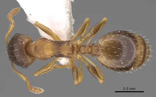 Temnothorax angulinodis specimen CASENT0914688 image casent0914688_1