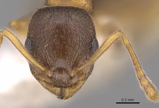 Temnothorax angulinodis specimen CASENT0914688 image casent0914688_2