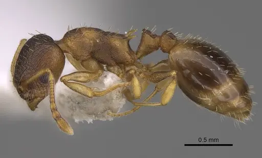 Temnothorax angulinodis specimen CASENT0914688 image casent0914688_3