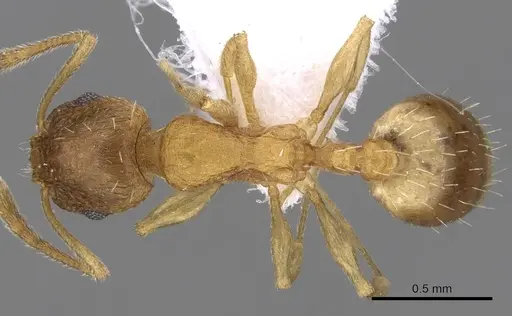 Temnothorax angustifrons specimen CASENT0906013 image casent0906013_1
