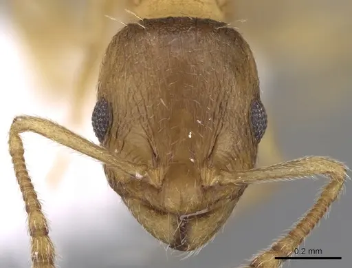 Temnothorax angustifrons specimen CASENT0906013 image casent0906013_2