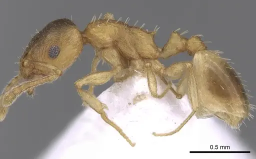 Temnothorax angustifrons specimen CASENT0906013 image casent0906013_3