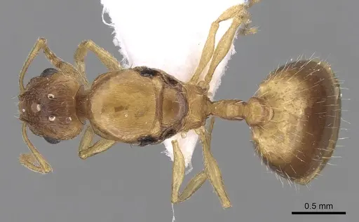 Temnothorax angustifrons specimen CASENT0906014 image casent0906014_1