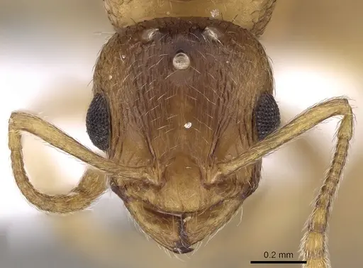 Temnothorax angustifrons specimen CASENT0906014 image casent0906014_2