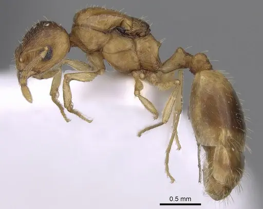 Temnothorax angustifrons specimen CASENT0906014 image casent0906014_3