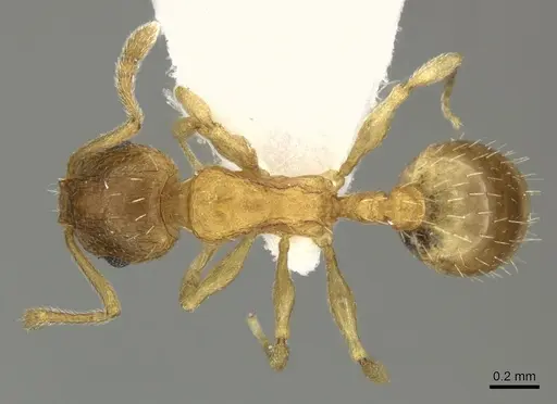 Temnothorax angustifrons specimen CASENT0906696 image casent0906696_1