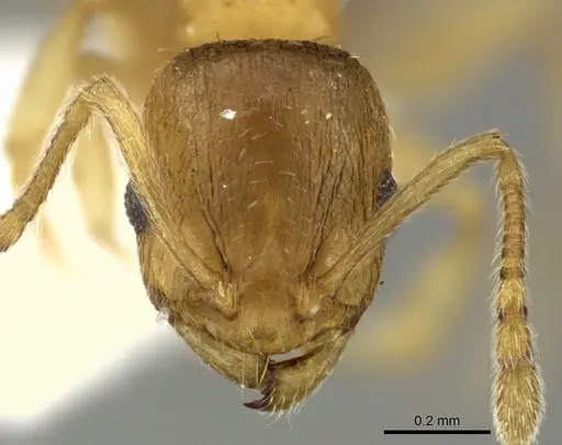 Temnothorax angustifrons specimen CASENT0906696 image casent0906696_2