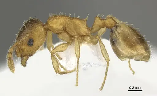 Temnothorax angustifrons specimen CASENT0906696 image casent0906696_3