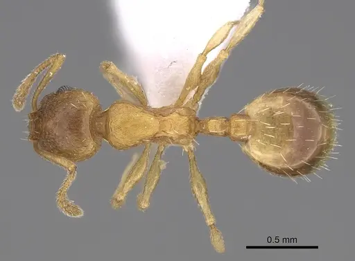 Temnothorax angustifrons specimen CASENT0914693 image casent0914693_1