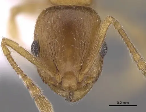 Temnothorax angustifrons specimen CASENT0914693 image casent0914693_2