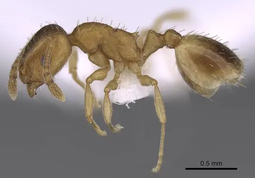 Temnothorax angustifrons specimen CASENT0914693 image casent0914693_3