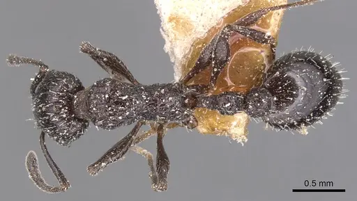 Temnothorax annibalis specimen CASENT0904732 image casent0904732_1