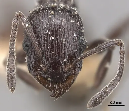 Temnothorax annibalis specimen CASENT0904732 image casent0904732_2