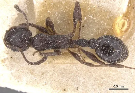 Temnothorax annibalis specimen CASENT0912898 image casent0912898_1