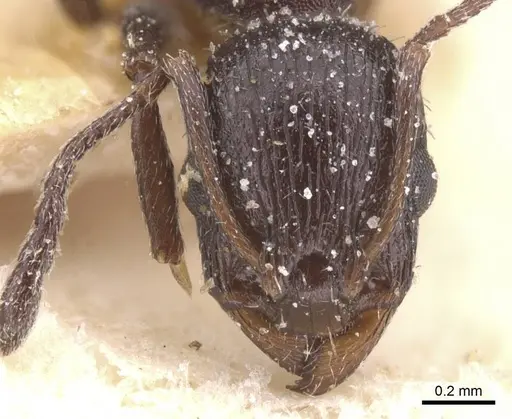 Temnothorax annibalis specimen CASENT0912898 image casent0912898_2