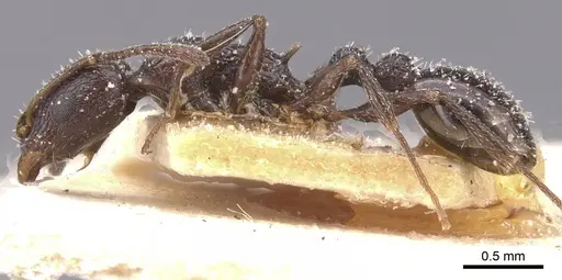 Temnothorax annibalis specimen CASENT0912898 image casent0912898_3