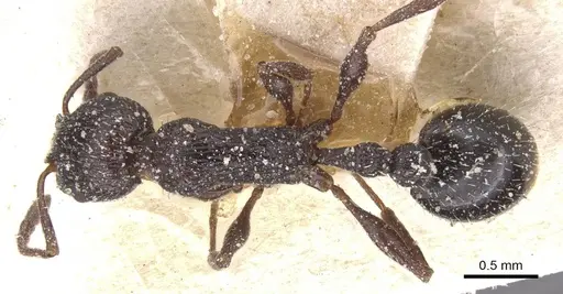 Temnothorax annibalis specimen CASENT0912899 image casent0912899_1
