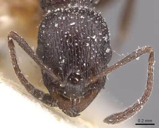 Temnothorax annibalis specimen CASENT0912899 image casent0912899_2
