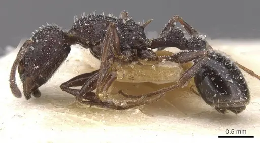 Temnothorax annibalis specimen CASENT0912899 image casent0912899_3