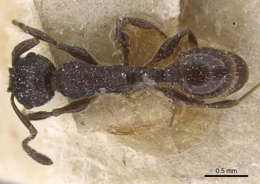 Temnothorax annibalis specimen CASENT0912900 image casent0912900_1