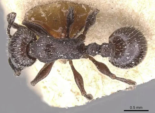 Temnothorax annibalis specimen CASENT0912901 image casent0912901_1