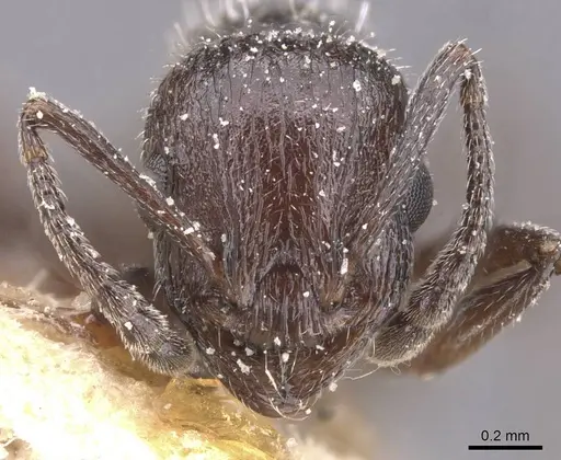 Temnothorax annibalis specimen CASENT0912901 image casent0912901_2