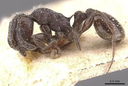Temnothorax annibalis specimen CASENT0912901 image casent0912901_3
