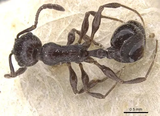 Temnothorax annibalis specimen CASENT0912902 image casent0912902_1