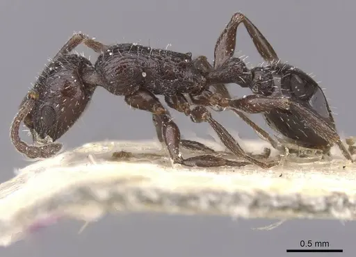 Temnothorax annibalis specimen CASENT0912902 image casent0912902_3