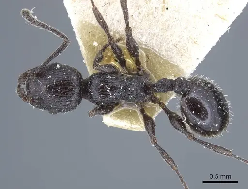 Temnothorax annibalis specimen CASENT0917038 image casent0917038_2