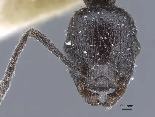 Temnothorax annibalis specimen CASENT0917038 image casent0917038_3