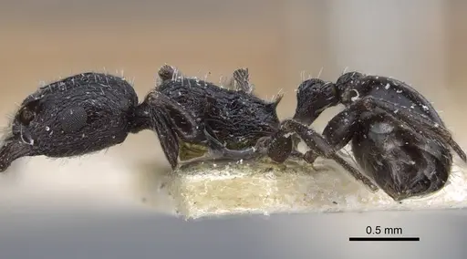 Temnothorax annibalis specimen CASENT0917038 image casent0917038_4