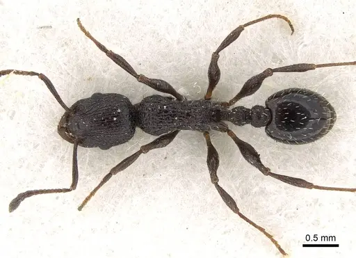 Temnothorax annibalis specimen CASENT0922109 image casent0922109_1