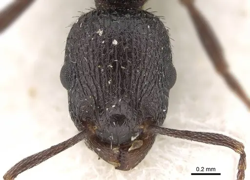 Temnothorax annibalis specimen CASENT0922109 image casent0922109_2