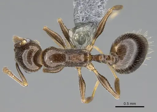 Temnothorax ansei specimen CASENT0763773 image casent0763773_1