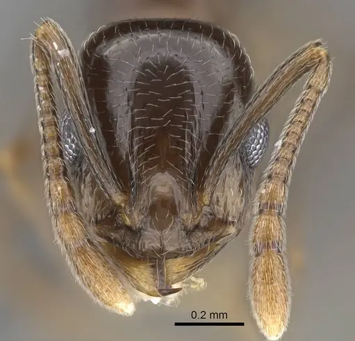 Temnothorax ansei specimen CASENT0763773 image casent0763773_2