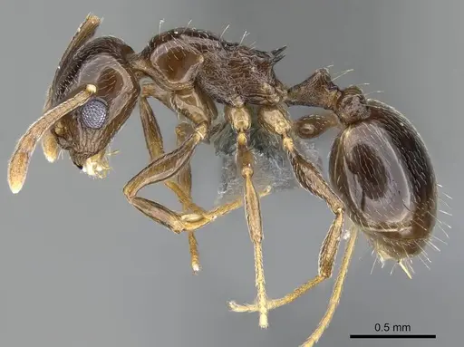 Temnothorax ansei specimen CASENT0763773 image casent0763773_3