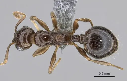 Temnothorax ansei specimen CASENT0763775 image casent0763775_1