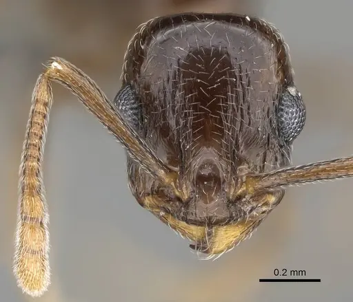 Temnothorax ansei specimen CASENT0763775 image casent0763775_2