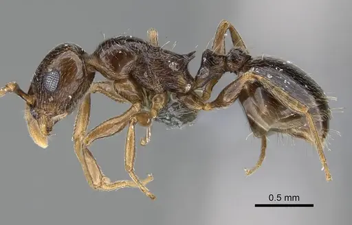 Temnothorax ansei specimen CASENT0763775 image casent0763775_3