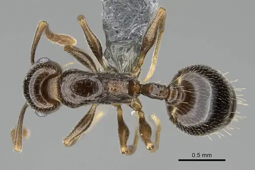 Temnothorax ansei specimen CASENT0919826 image casent0919826_1