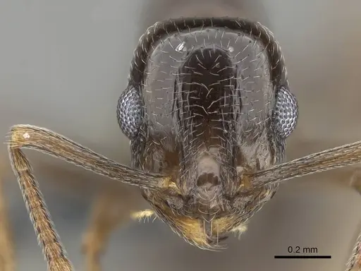 Temnothorax ansei specimen CASENT0919826 image casent0919826_2