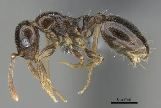 Temnothorax ansei specimen CASENT0919826 image casent0919826_3