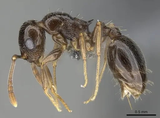 Temnothorax ansei specimen CASENT0919826 image casent0919826_4