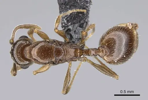 Temnothorax ansei specimen CASENT0919953 image casent0919953_1