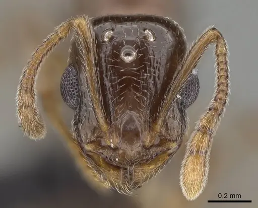 Temnothorax ansei specimen CASENT0919953 image casent0919953_2
