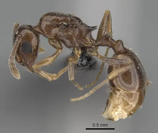 Temnothorax ansei specimen CASENT0919953 image casent0919953_3