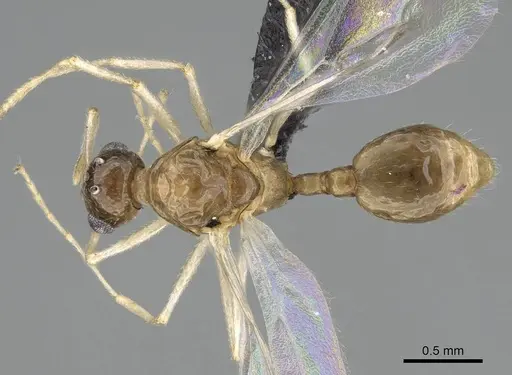 Temnothorax ansei specimen CASENT0919954 image casent0919954_1