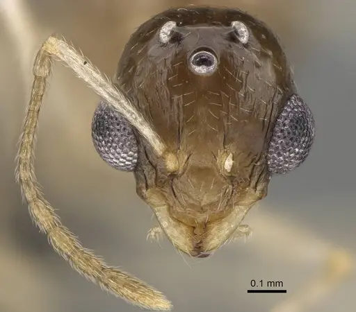 Temnothorax ansei specimen CASENT0919954 image casent0919954_2
